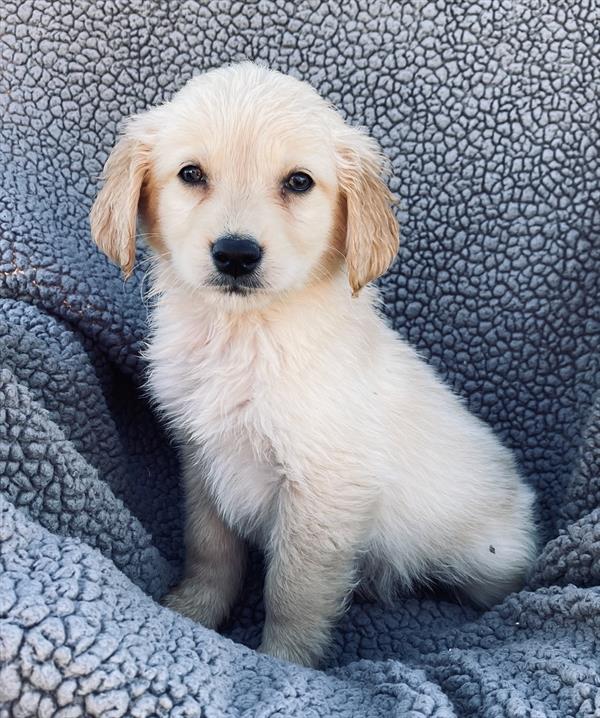puppy, for, sale, Golden Retriever, Stiehl  Wilson, dog, breeder, Everton, MO, dog-breeder, puppy-for-sale, forsale, nearby, find, puppyfind, locator, puppylocator, aca